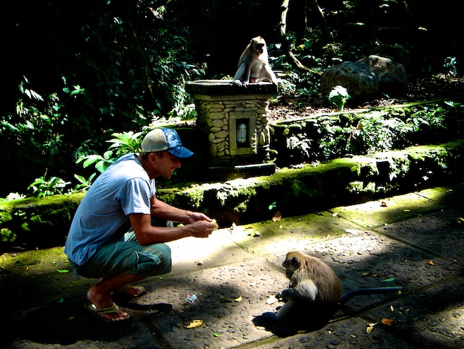 Indo Monkey Forest2